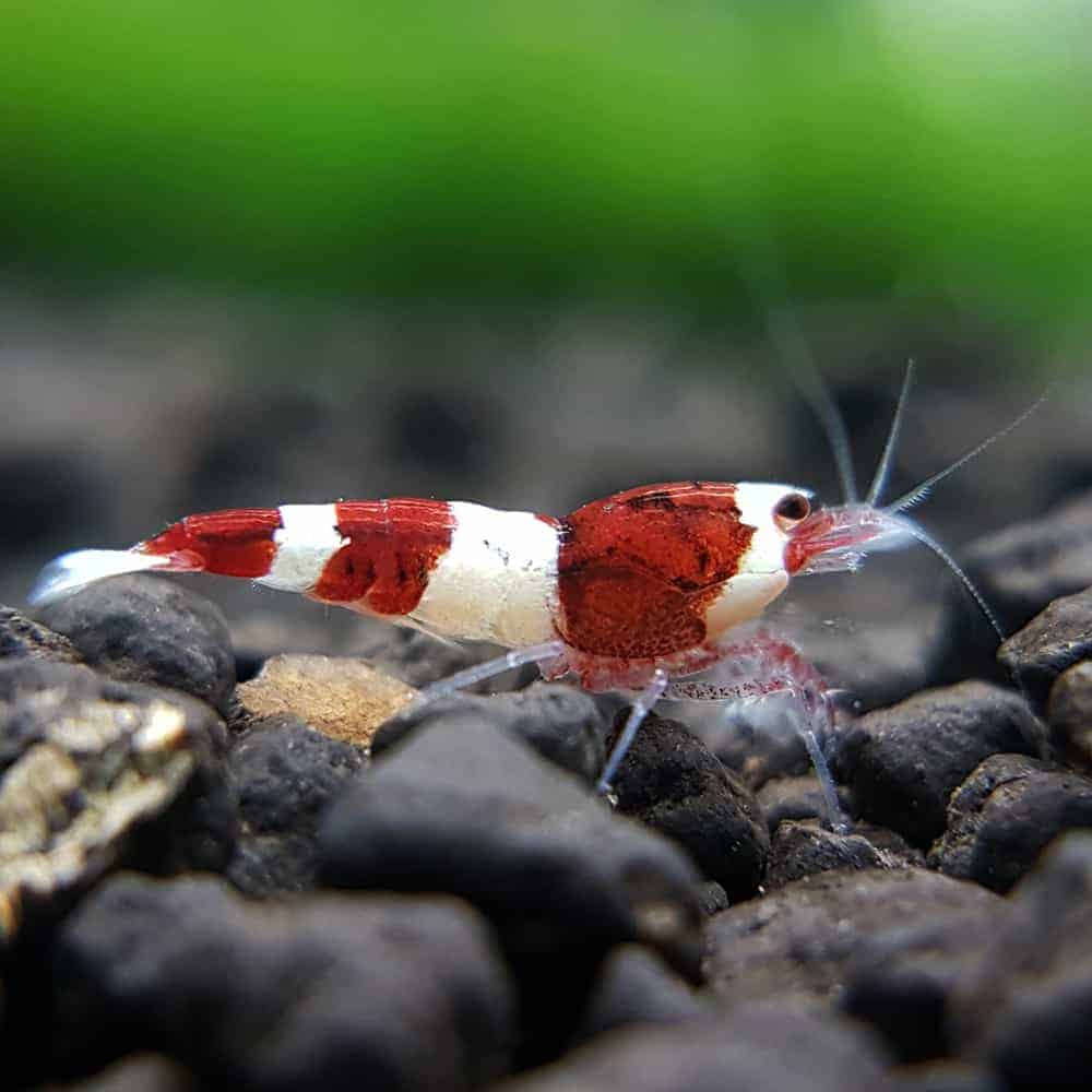 Red Panda Shrimp