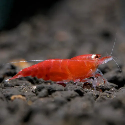 Santa Crystal Red Shrimp