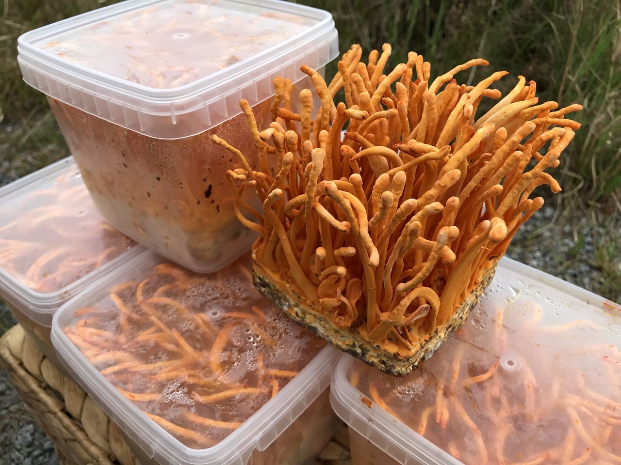 Công dụng chung của đông trùng hạ thảo khô và tươi