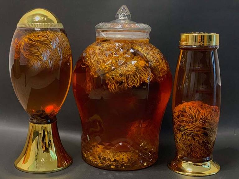 Đông trùng hạ thảo dùng để ngâm rượu