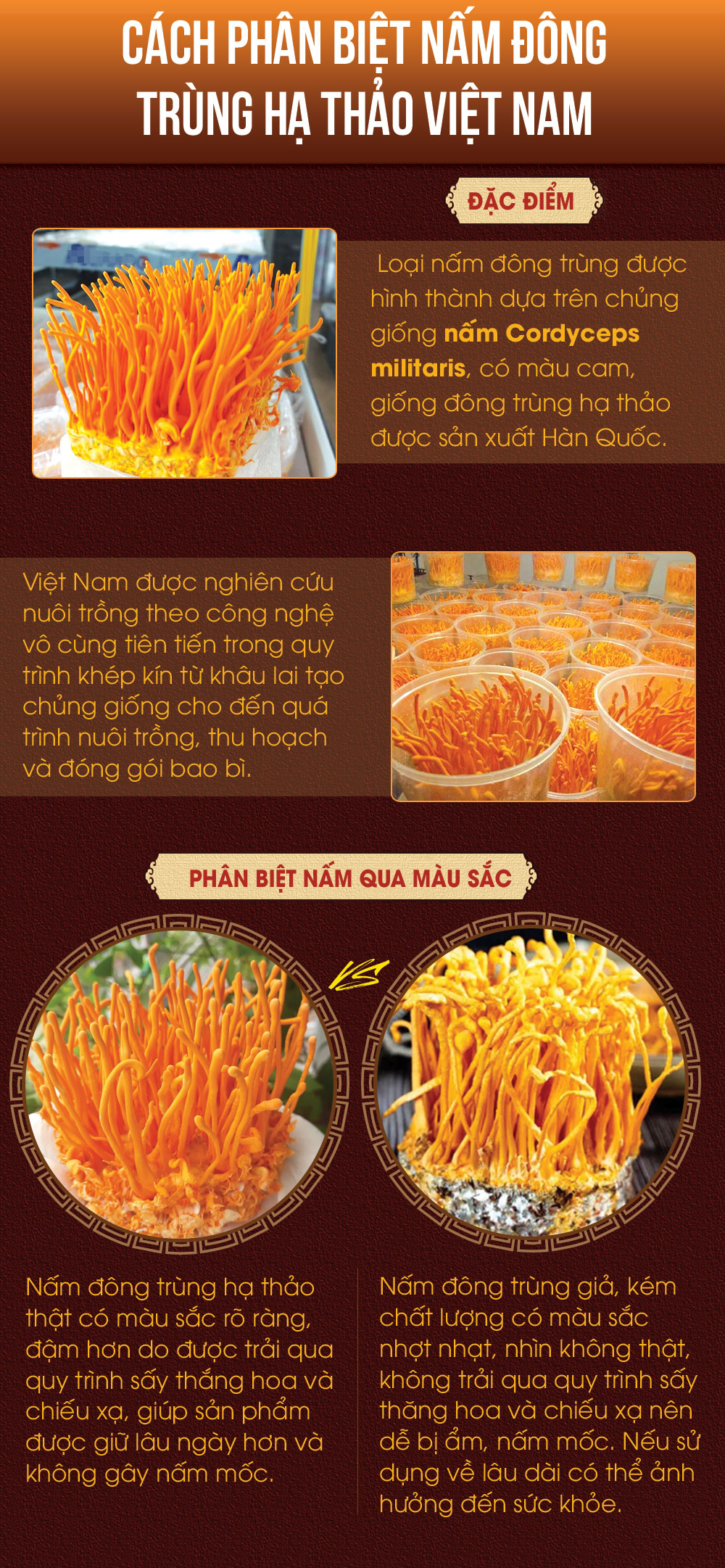 Video kinh nghiệm phân biệt nấm đông trùng hạ thảo giả