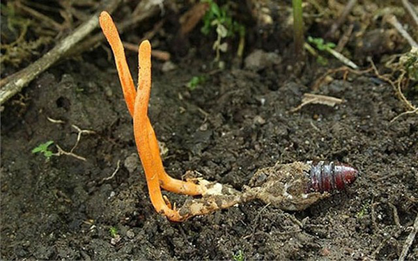 Đặc điểm tự nhiên