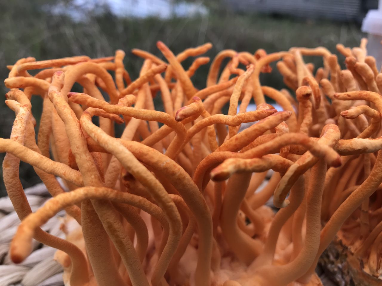 Đông trùng trùng thảo tươi nhân tạo