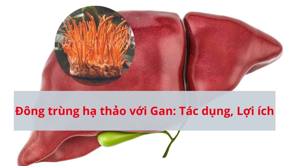 Giải độc gan