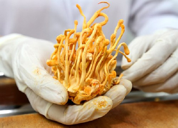 Cách xử lý nấm đông trùng hạ thảo tươi bị mốc