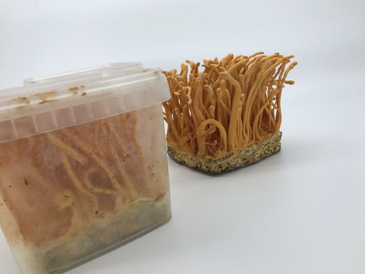 Hướng dẫn sử dụng hiệu quả đông trùng hạ thảo cho người bệnh Gout