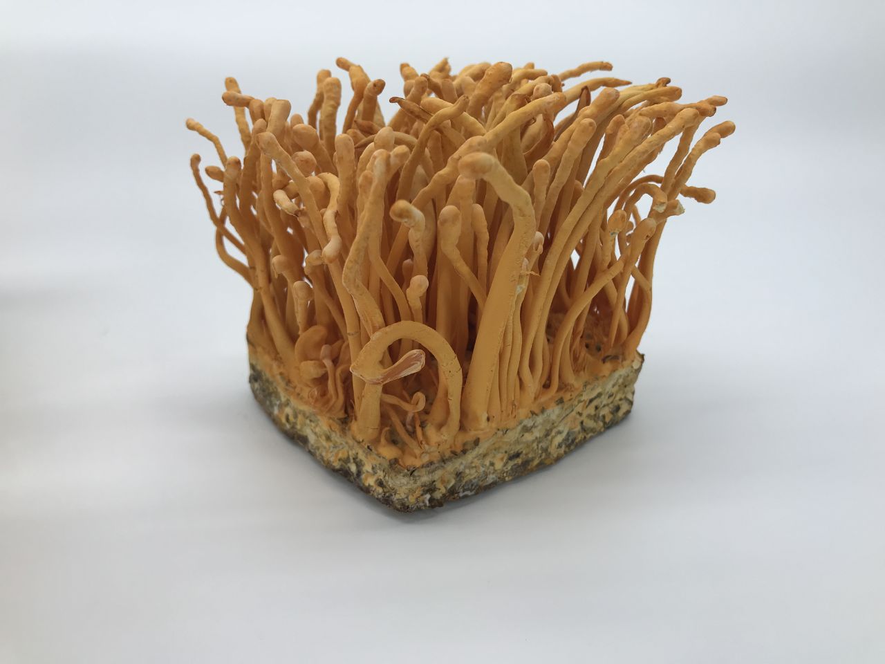 Đông trùng hạ thảo khô dành cho đối tượng nào?