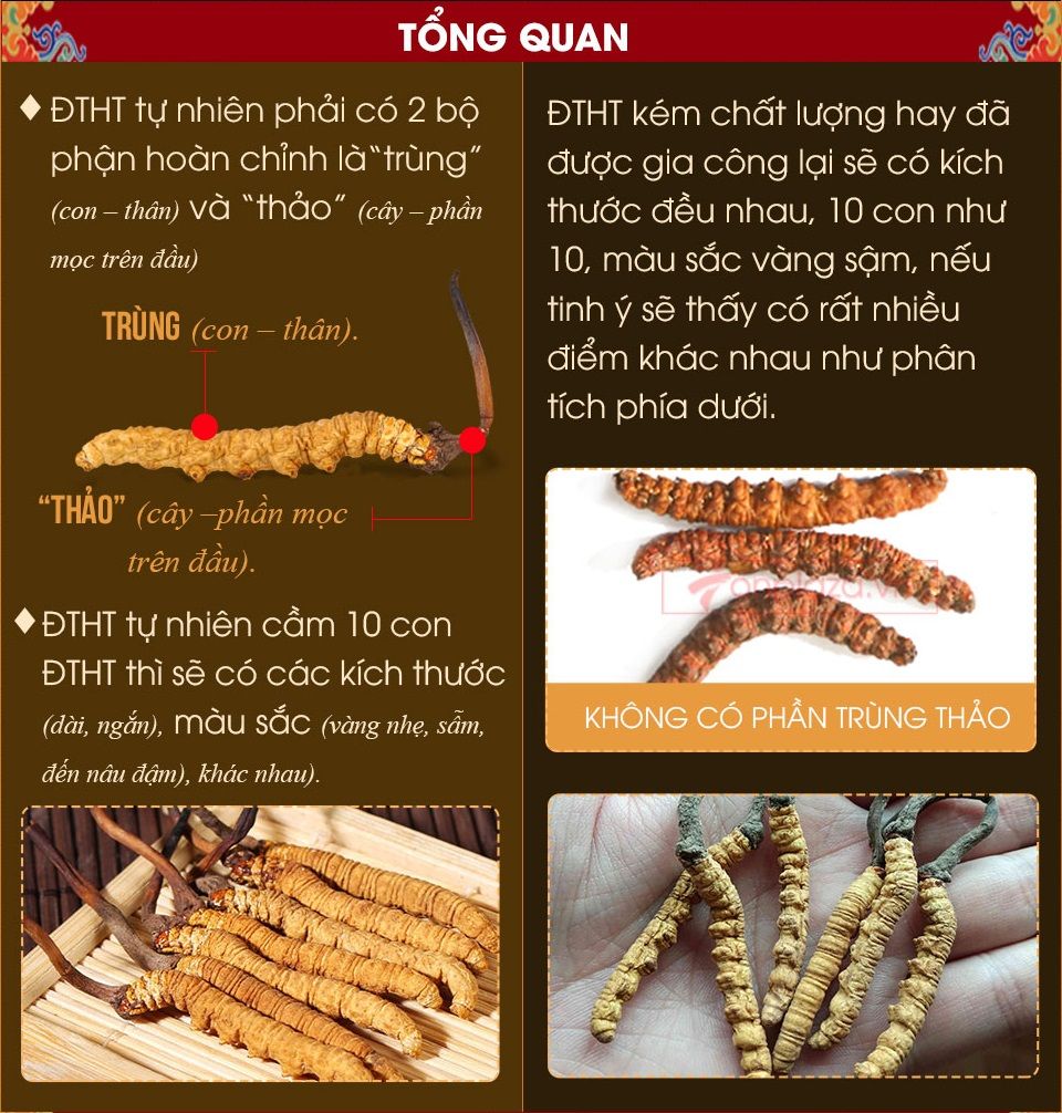 Cách phân biệt đông trùng hạ thảo thật giả đối với loại nuôi cấy