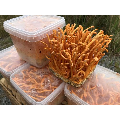 Công dụng chung của đông trùng hạ thảo khô và tươi