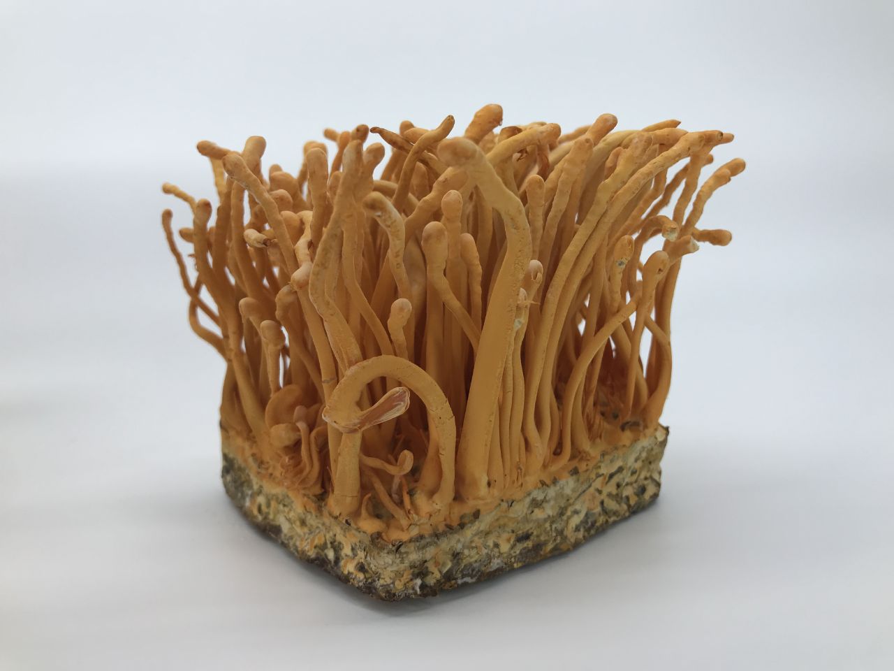 Cách ngâm đông trùng hạ thảo với mật ong