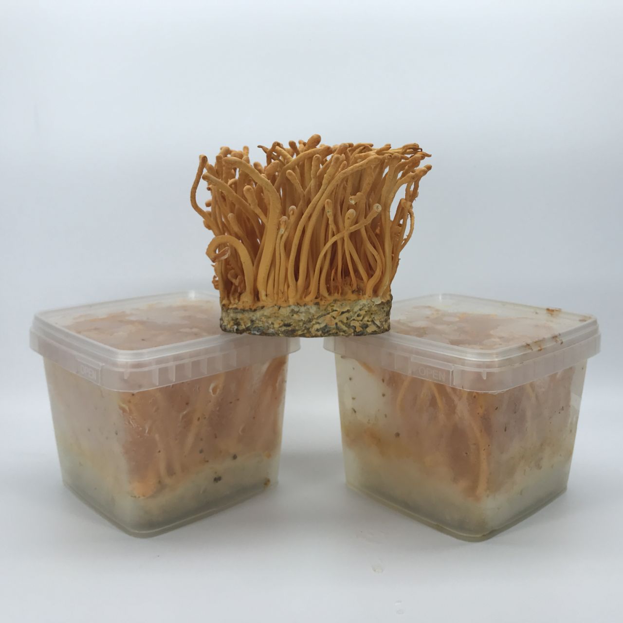 Hình dạng và kích thước