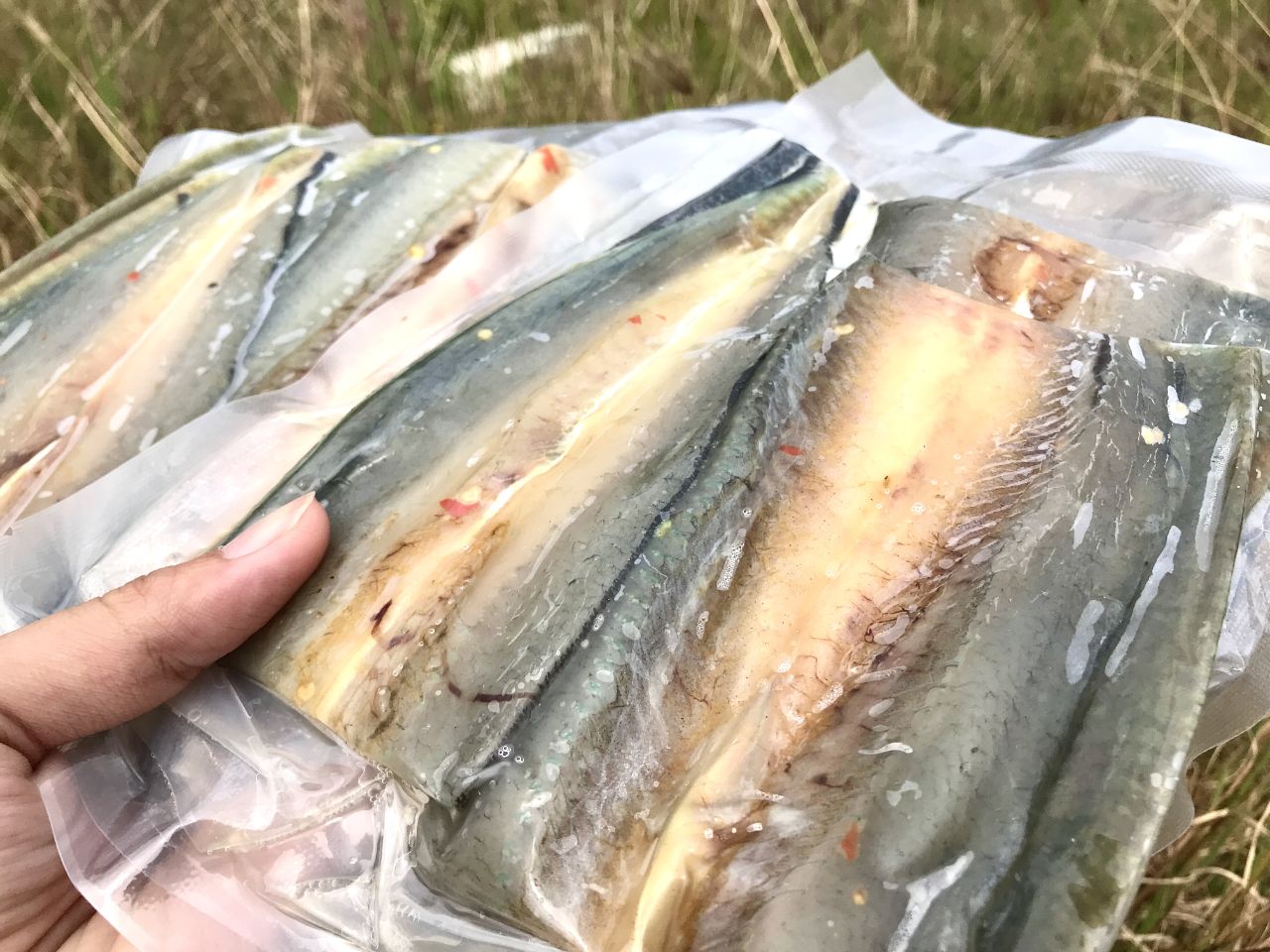 Cá xương xanh mang lại những giá trị dinh dưỡng