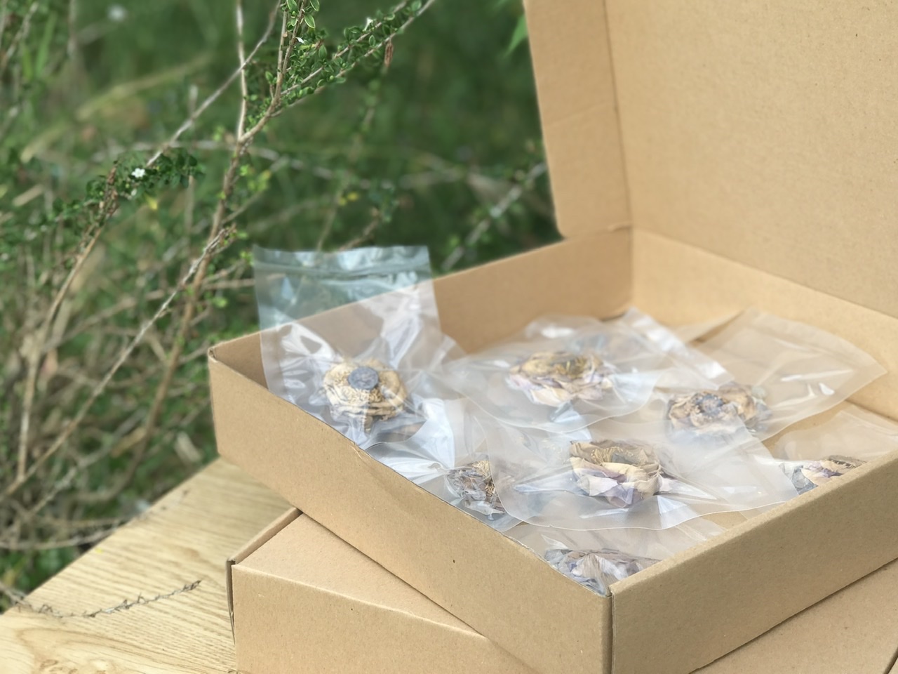 Chọn hoa sen có kích thước tương đồng