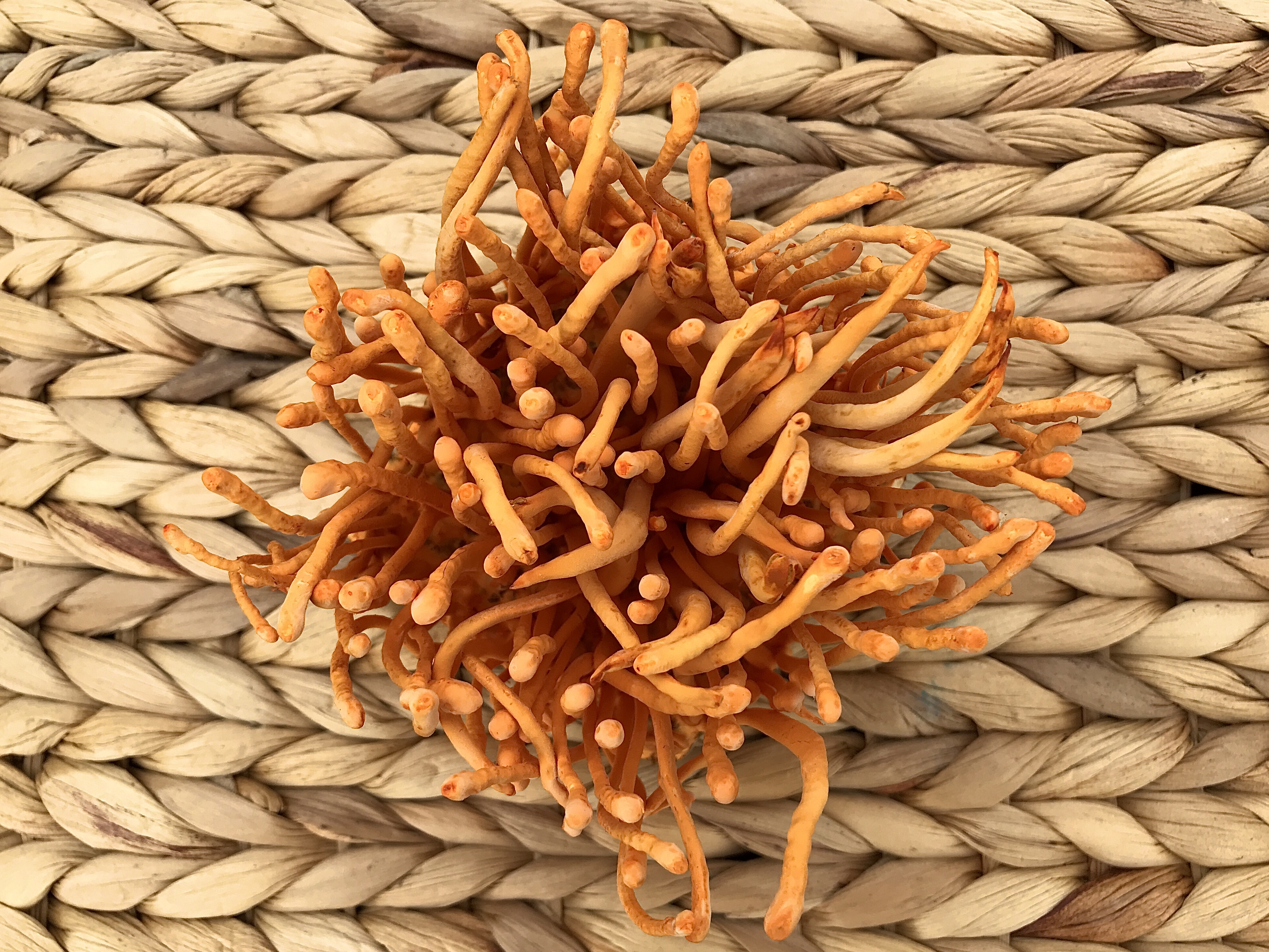 Thành phần dinh dưỡng của đông trùng hạ thảo