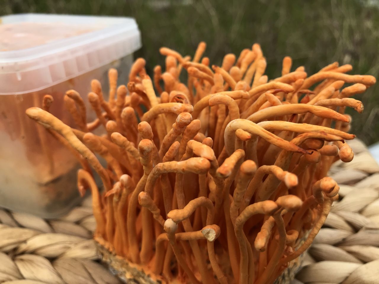 Người hen suyễn khí dùng đông trùng hạ thảo cần lưu ý những gì?