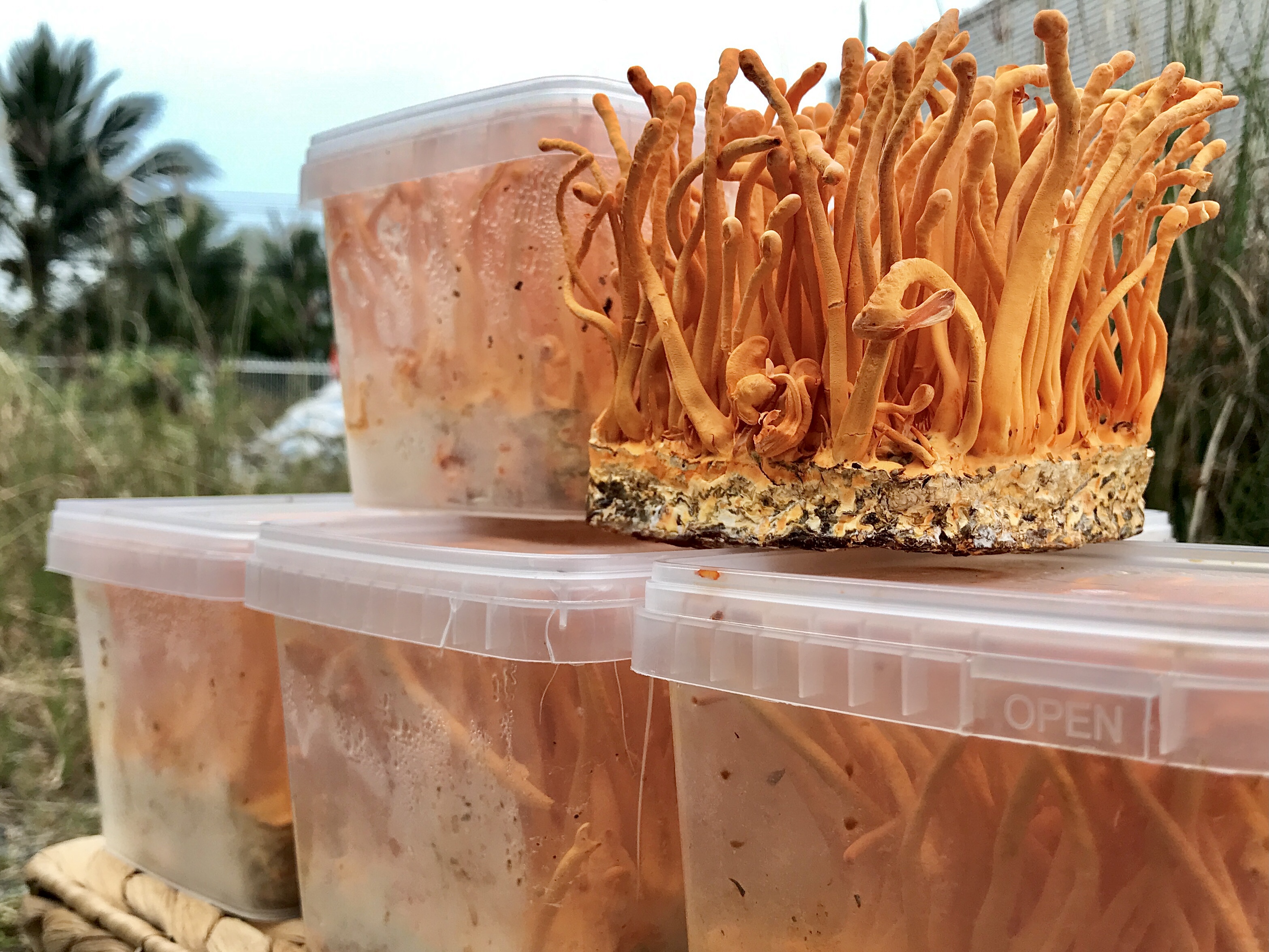 Giúp cơ bắp dẻo dai, tăng cường sinh lực