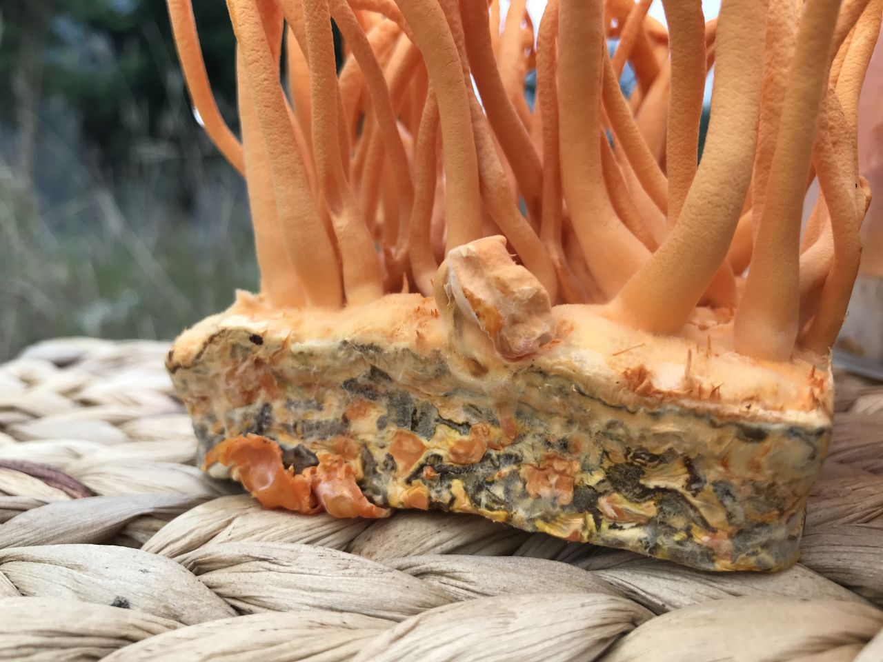 Thành phần dinh dưỡng của đông trùng hạ thảo