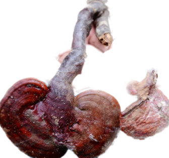 Nấm lim xanh có tốt không?