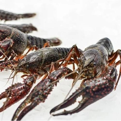 Tìm hiểu tôm hùm đất