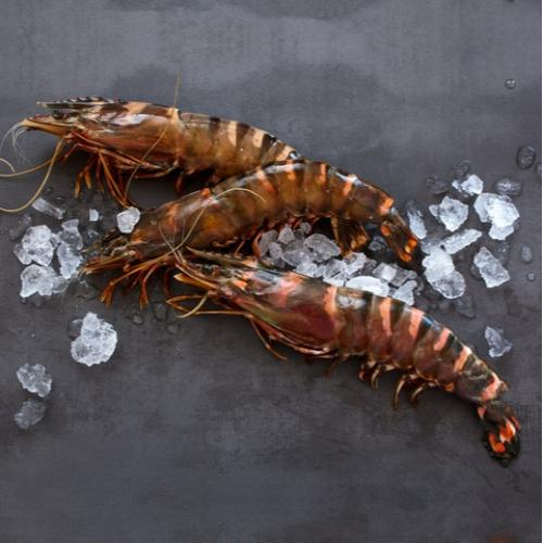 Tôm he là tôm gì?