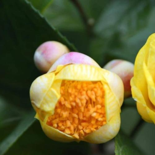 Trà hoa vàng là gì?