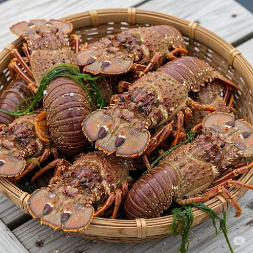 Đặc điểm của tôm mũ ni