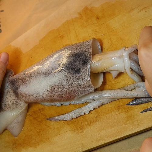 Túi mực của con mực nằm ở đâu?