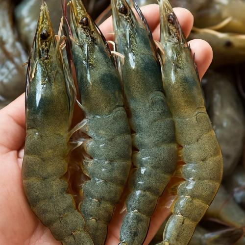 Người tiểu đường có nên ăn tôm?