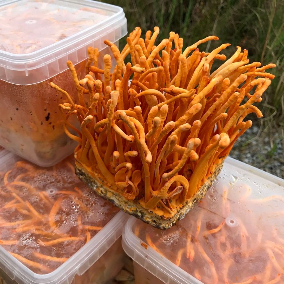 Phương pháp hút chân không