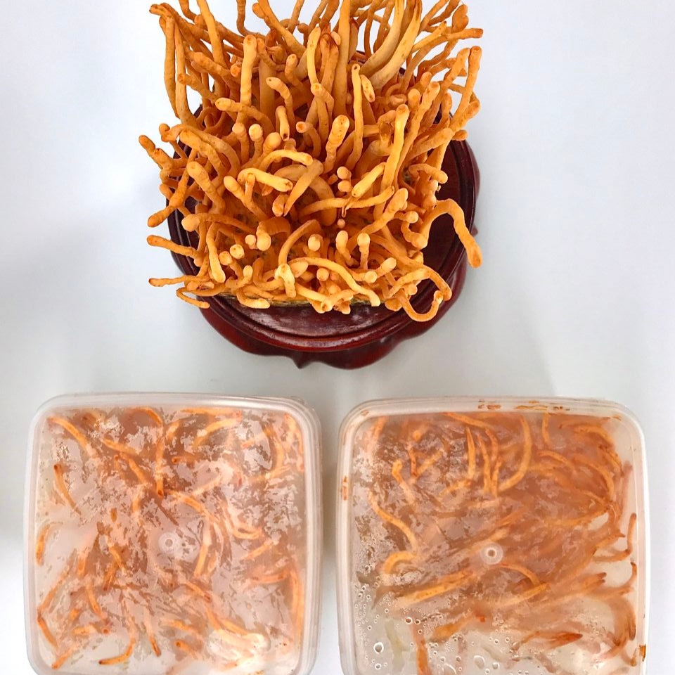Đông trùng hạ thảo nhân tạo (Cordyceps Militaris)