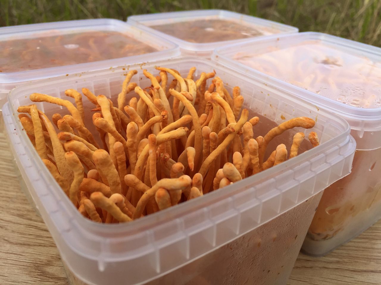 Nuôi sợi trùng thảo