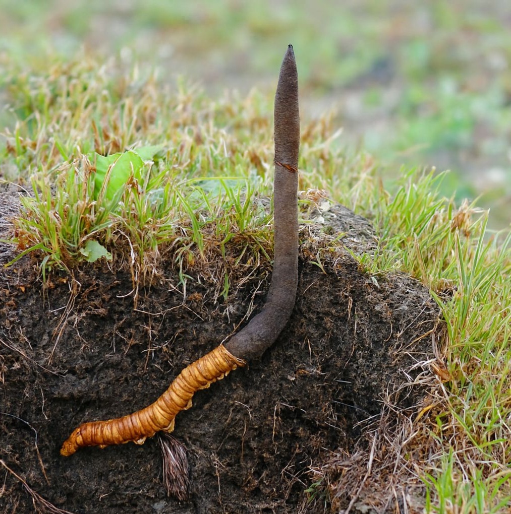 Kích thước chuẩn