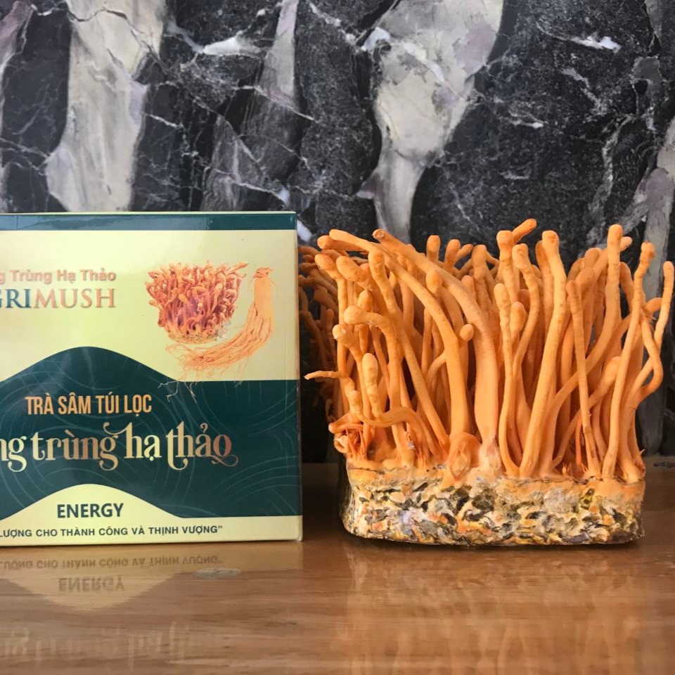 Cách pha trà đông trùng hạ thảo tươI