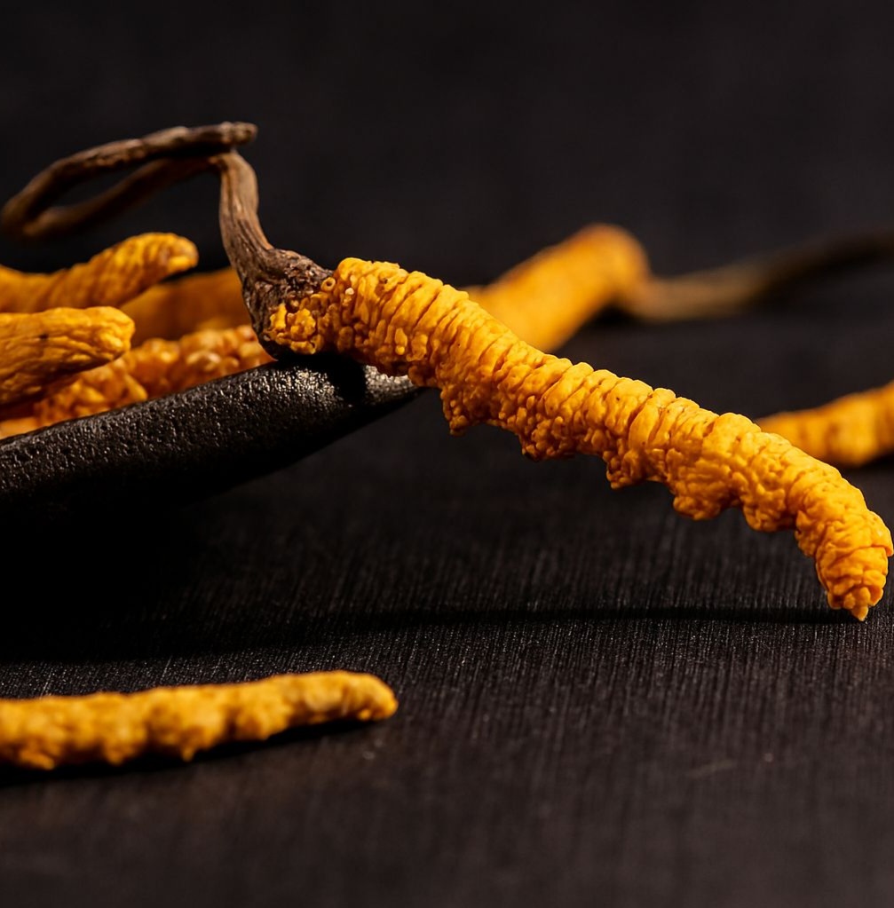 Đông trùng hạ thảo tự nhiên (Ophiocordyceps sinensis)