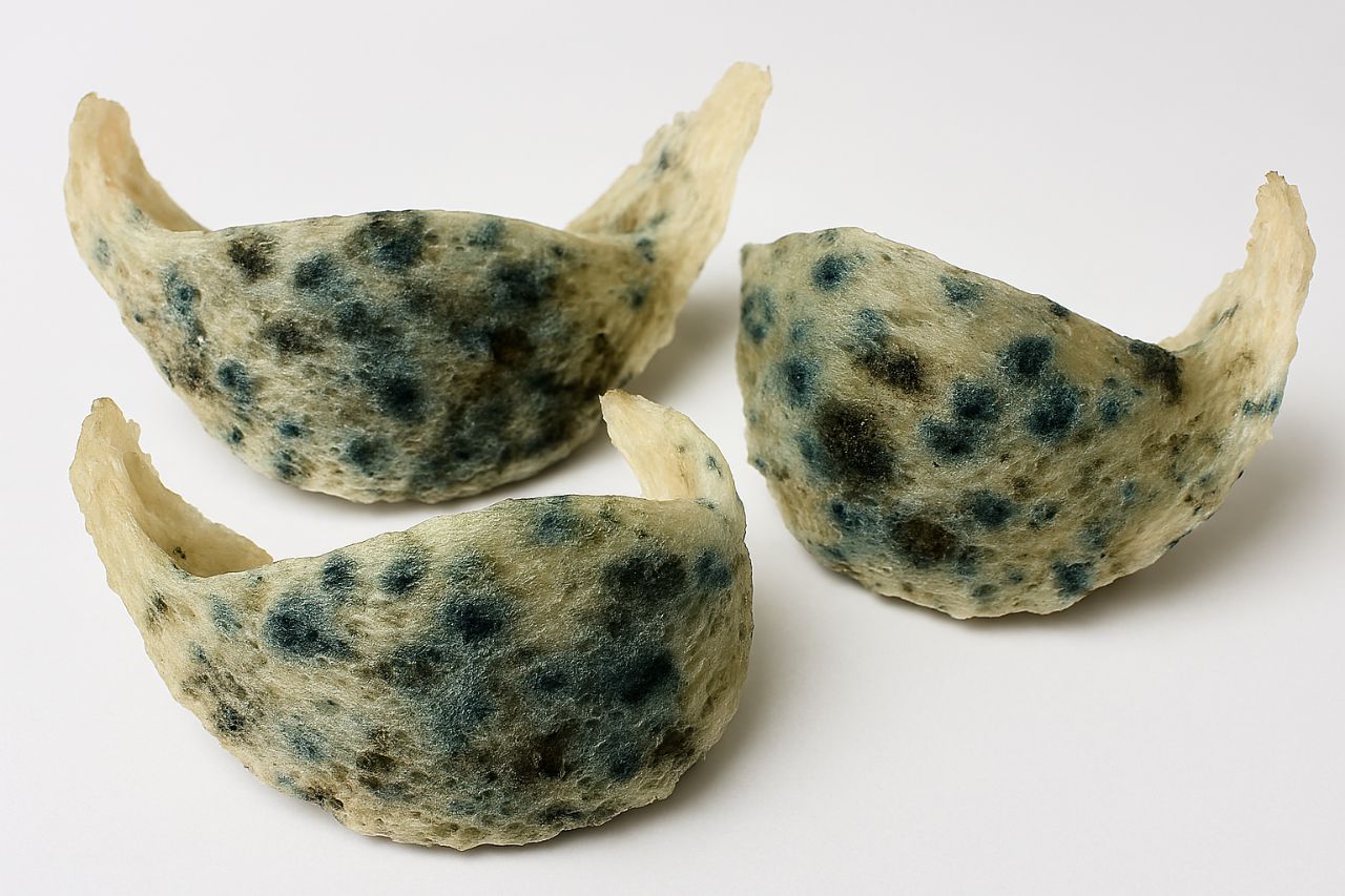 Làm sao để biết tổ yến khô đã bị hư?