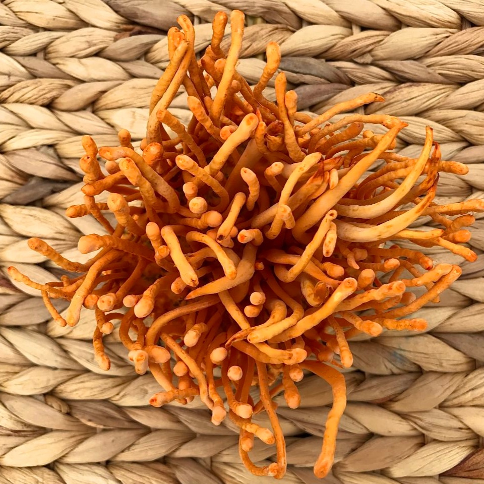 Lưu ý khi dùng đông trùng hạ thảo