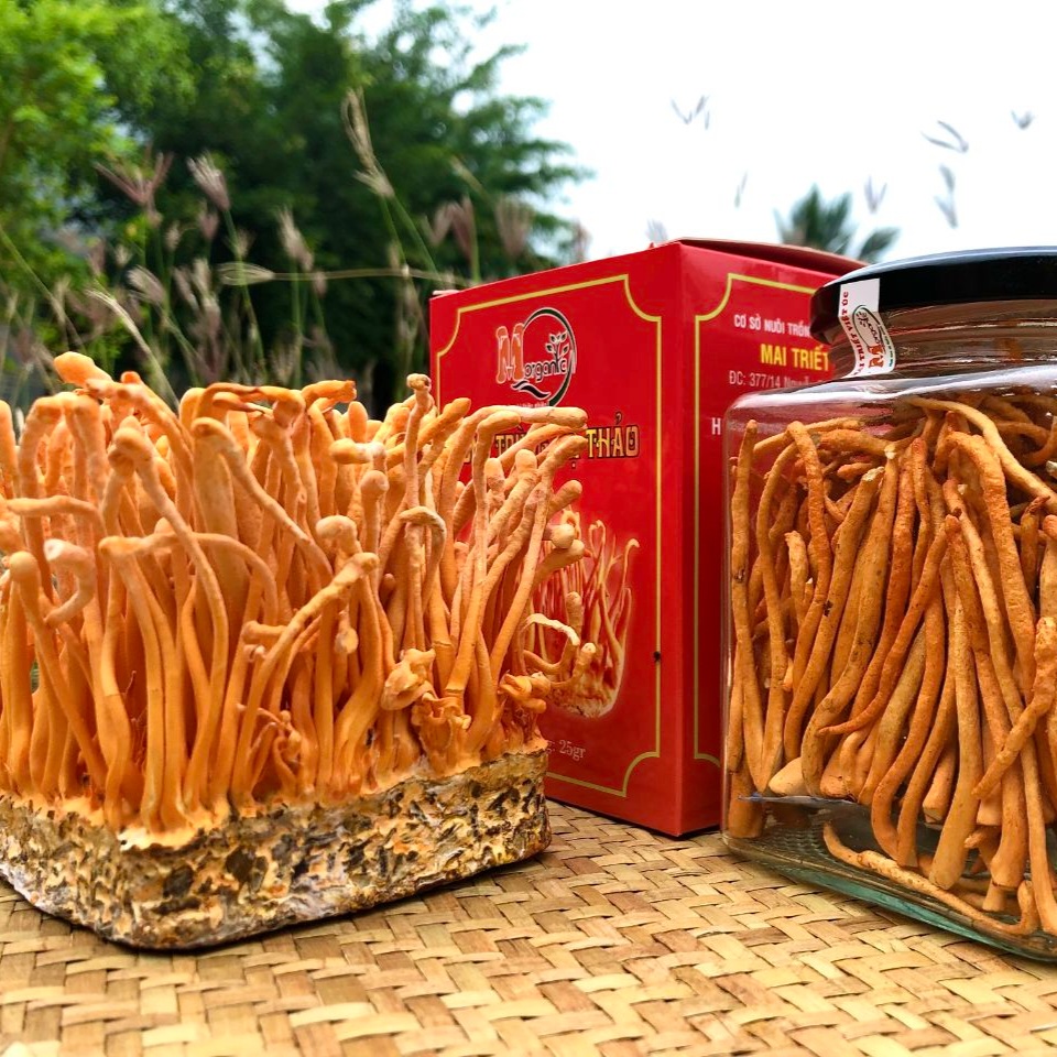 Đông trùng nhân tạo