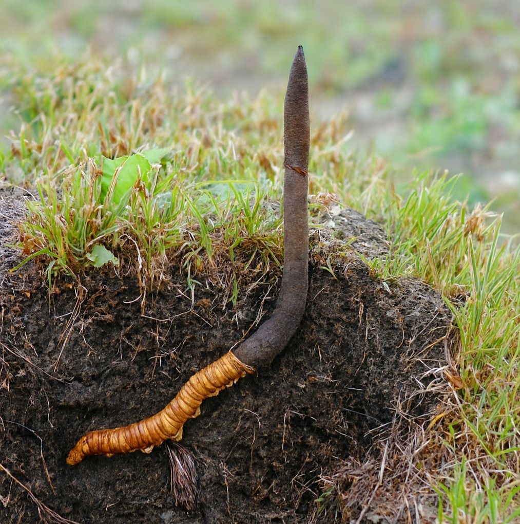 Tìm hiểu đông trùng hạ thảo