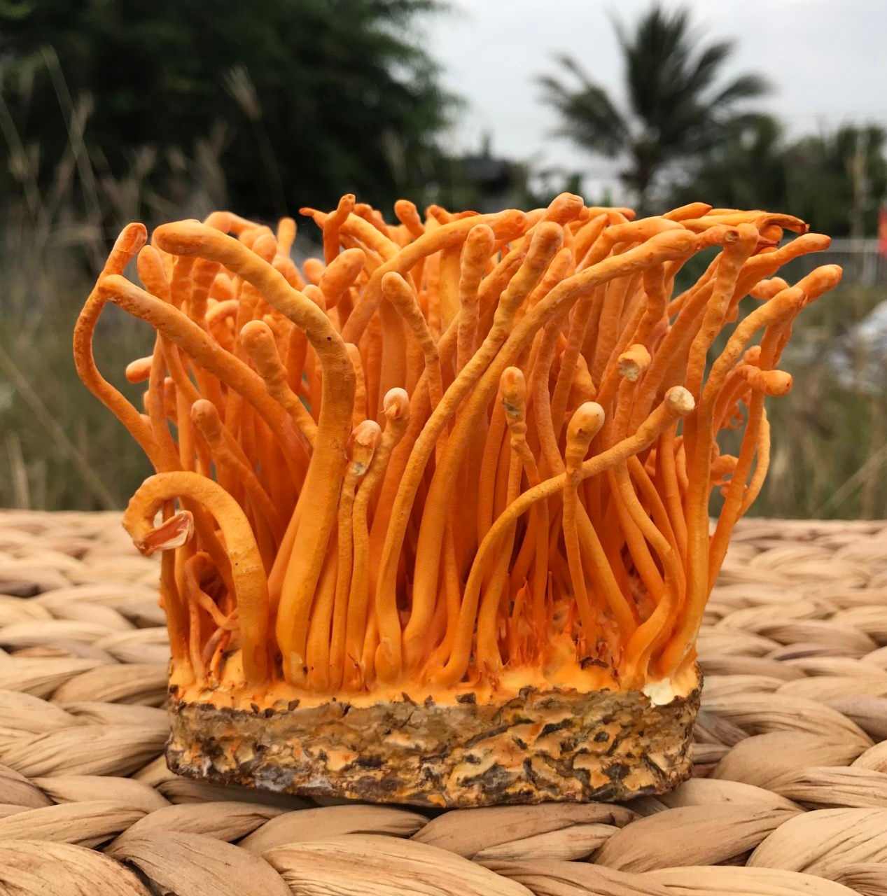 Mua ở nhà cung cấp uy tín