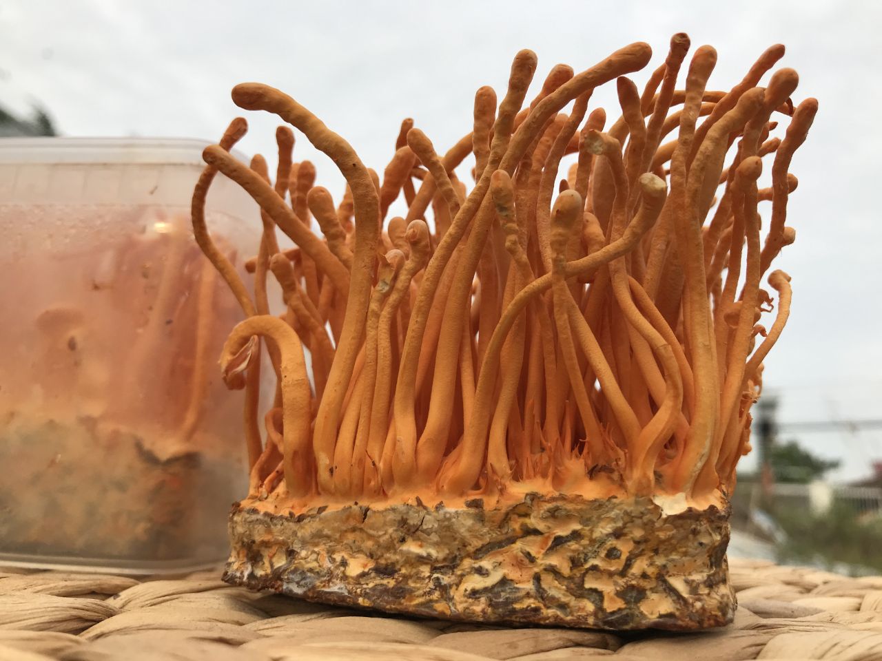 Người rối loạn đông máu