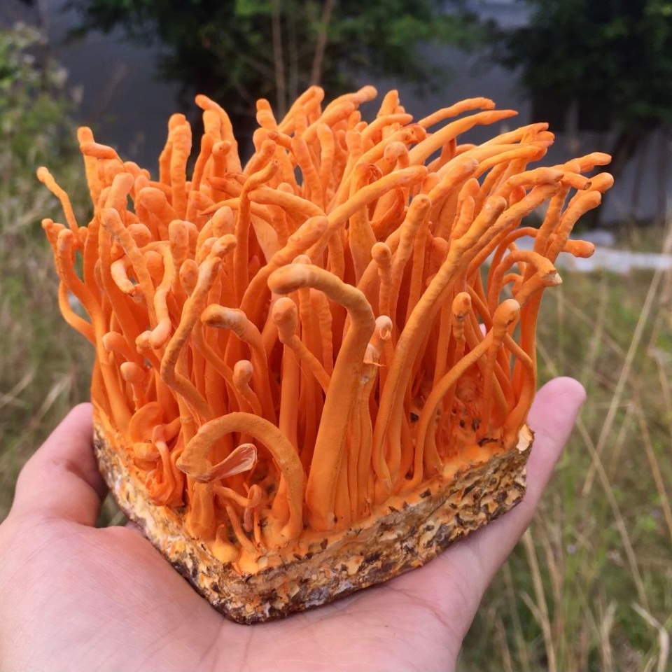 Chọn mua sản phẩm chất lượng