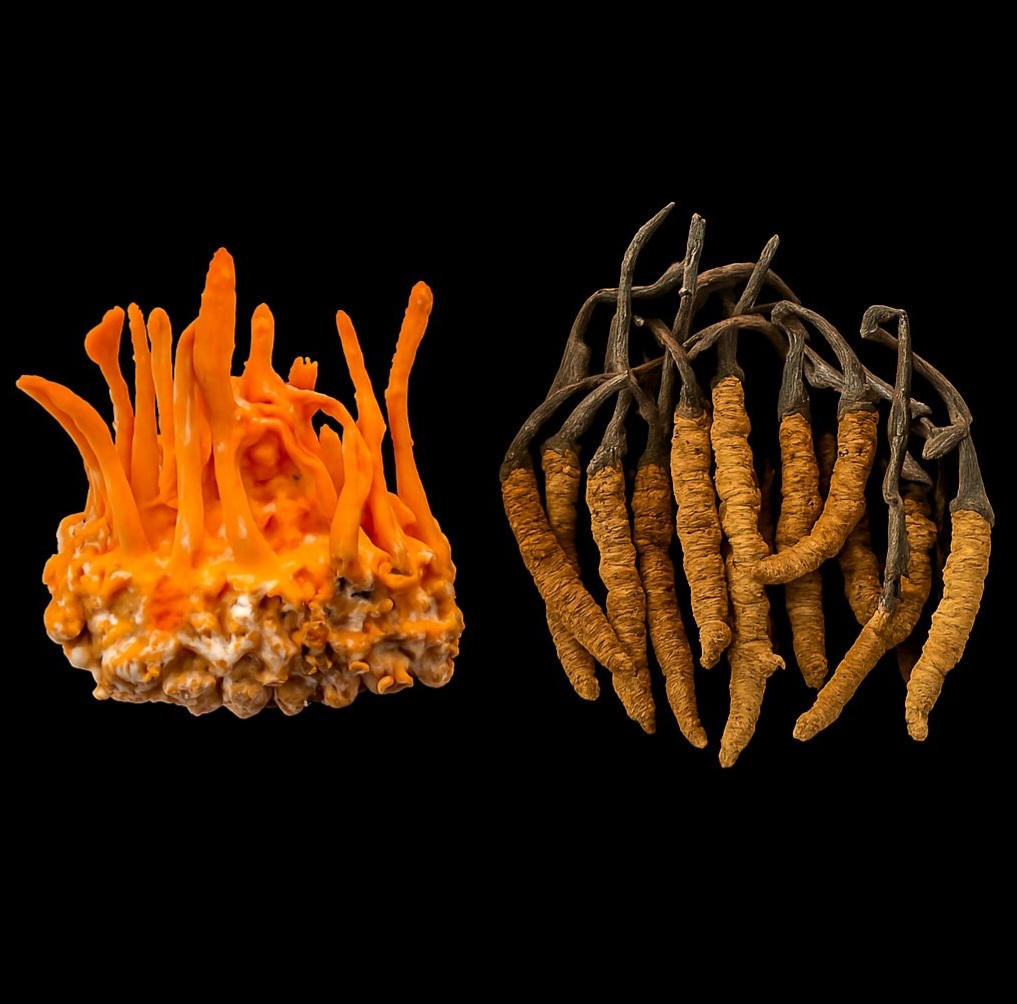 Kiểm tra chân đông trùng và phần lưng