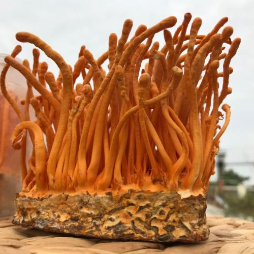 Cordyceps militaris