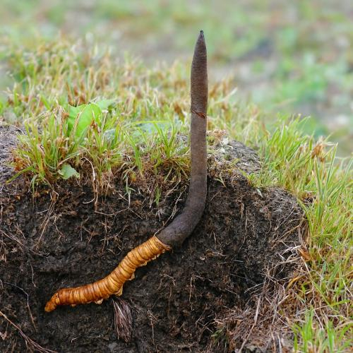 Đông trùng hạ thảo còn có tên gọi là gì?