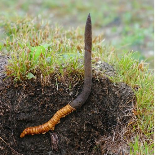 Đông trùng hạ thảo là thực vật hay động vật?