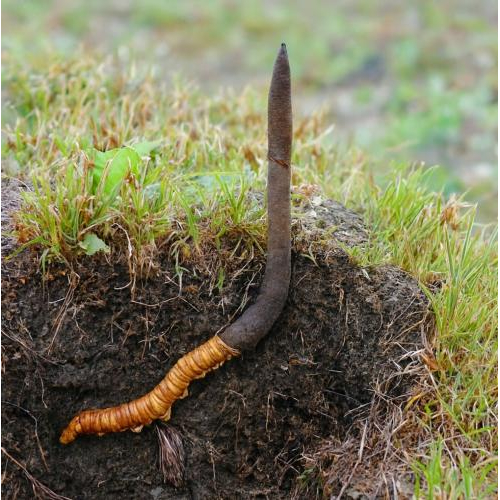 Bài thuốc từ đông trùng hạ thảo giúp trị ho