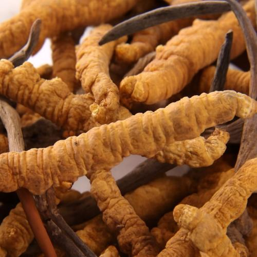 Bộ phận nào của đông trùng hạ thảo dùng làm thuốc?