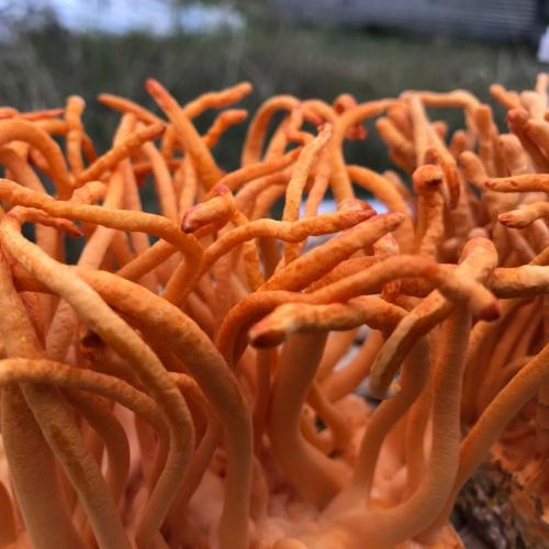 Tương tác thuốc nguy hiểm