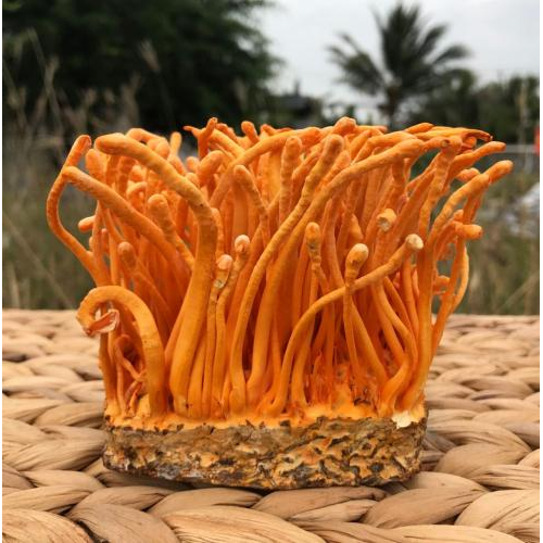 Hình dáng, màu sắc