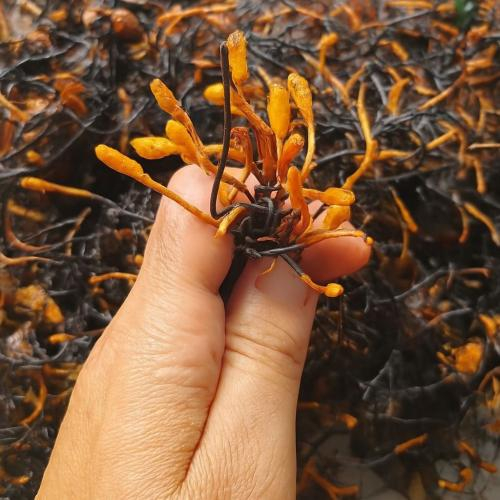 Đông trùng hạ thảo bọ xít